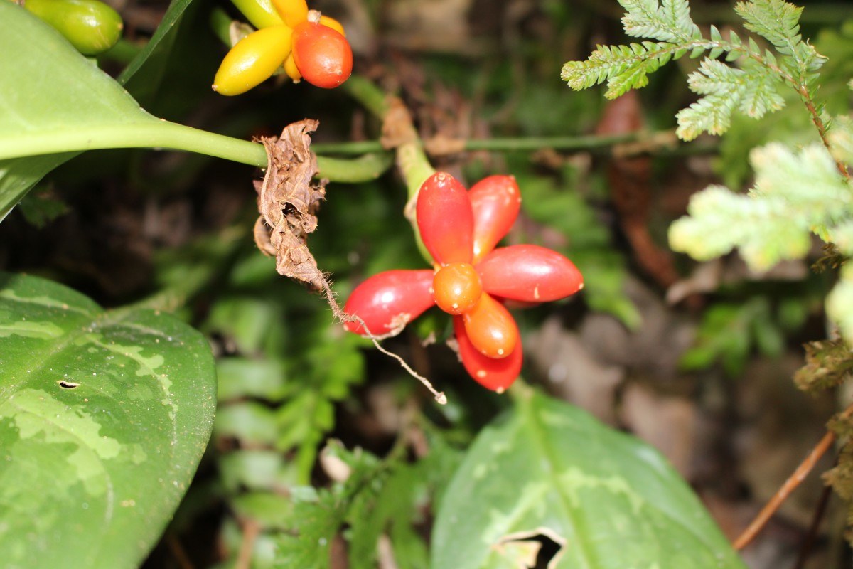 Aglaonema